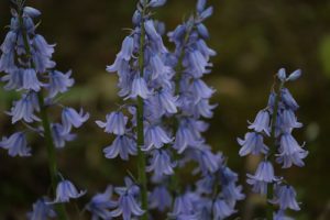 Blue-bells-500
