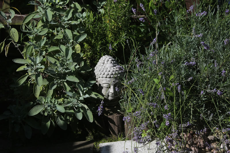 Buddha-800