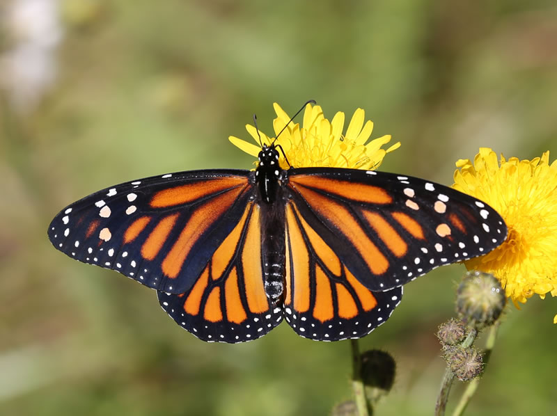 Butterfly-Monarch-800