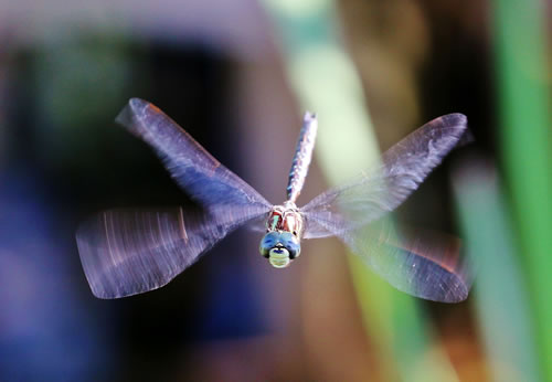 Dragonfly-in-flight
