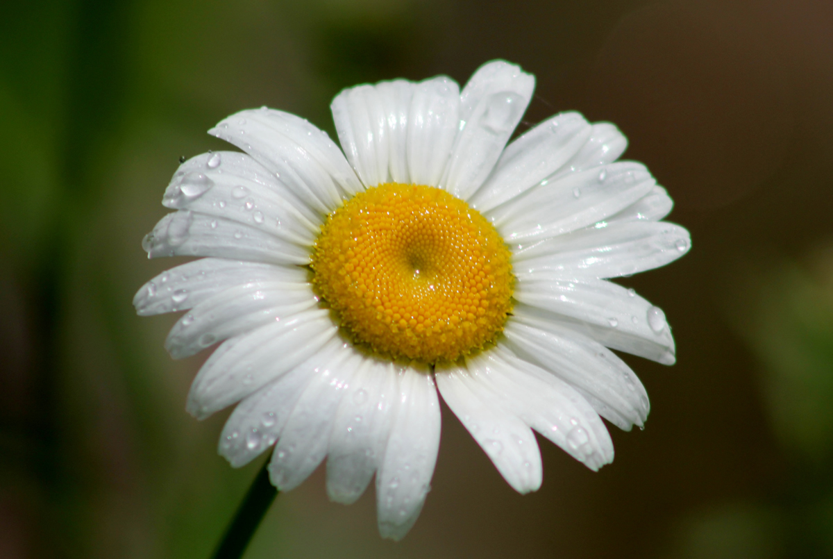 Daisy-1200