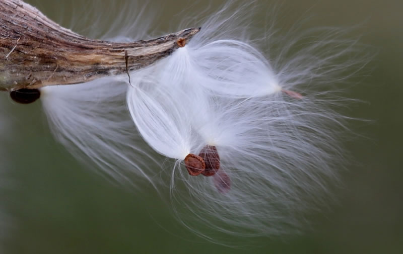 seed-hanging-800